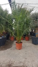 Phoenix canariensis kanarische - phoenix,