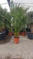 Phoenix Canariensis kanarische