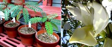 Kolibri baum pflanze - kolibri-baum, für
