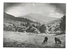 FOTOKUNST, AK, SEITENBERG