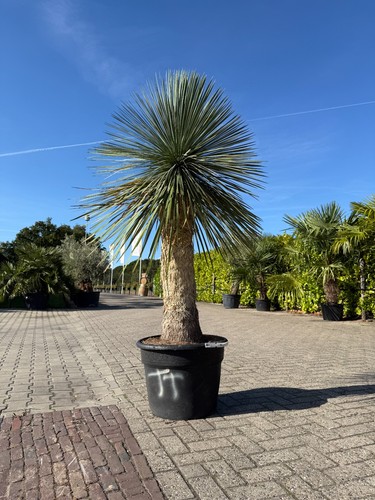 Tropictrees palme yucca - tropictrees,