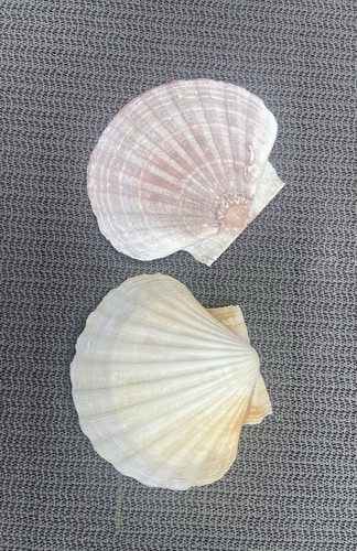 Muschel jakobsmuschel deko - muschel,