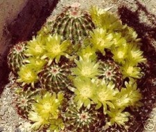 Echinocereus viridiflorus