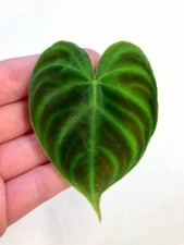 Verrucosum sp 'Dark'