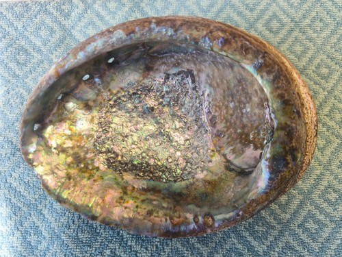 Abalone muschel 5cm - abalone, 15,5cm