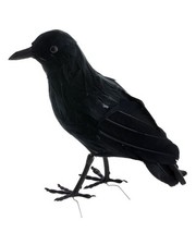 Schwarzer Rabe mit Federn