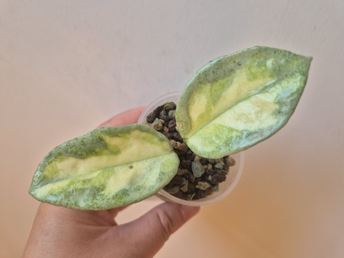 Hoya argentea princess - hoya,