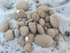 Seegras Seebälle Seeball