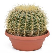 Echinocactus grusonii superss - grusonii,
