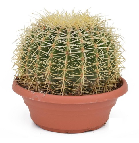 Echinocactus grusonii superss - echinocactus,