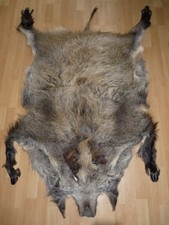 XXL Wildschwein