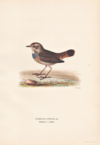 Blaukehlchen bluethroat vogel - bluethroat,
