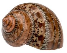 NaDeco Turbo petholatus