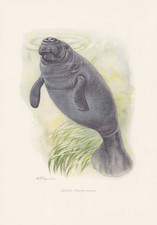 Manati Trichechus manatus