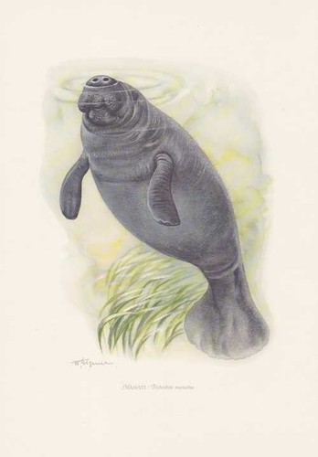 Manati trichechus manatus - manati,
