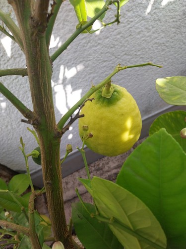 Citrus ponderosa zitrone - ponderosa,