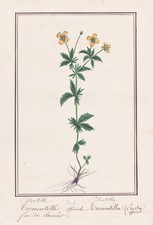 Blutwurz tormentil Potentilla