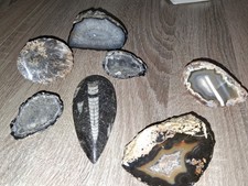 6 x Fosilien, Mineralien Steine