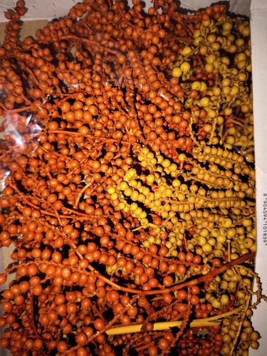 Floristik beeren canella - floristik,, beeren,