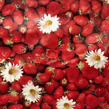 Wachstuch Tischdecke Meterware