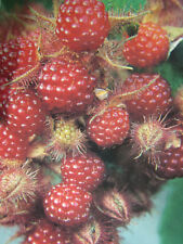 Rubus phoenicolasius -