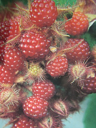 Rubus phoenicolasius - ,