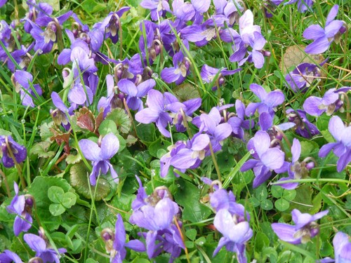 Pflanze blume staude - pflanze/blume/staude, veilchen