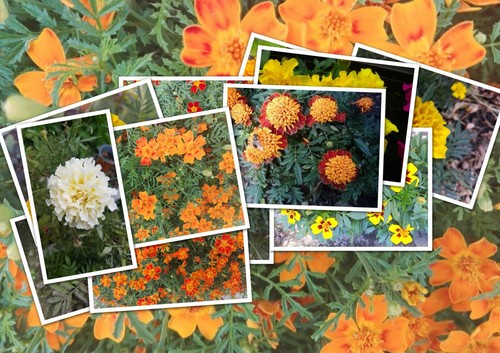 Tagetes studentenblumen - tagetes, *
