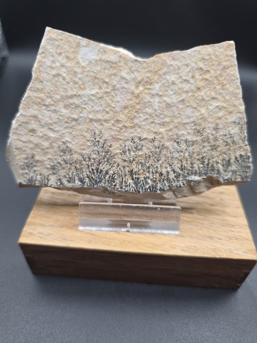 Dendriten solnhofen 10x6x1cm - dendriten,solnhofen, 10x6x1cm.