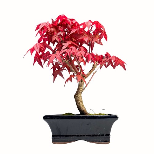 Acer palmatum deshojo bonsai - deshojo,