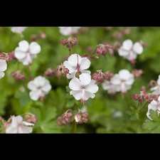 Geranium x cantabrigiense 'Saint Ola' - Cambridge-Bastard-Storchschnabel 'St.…