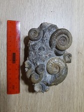 Fossilien, Ammonit