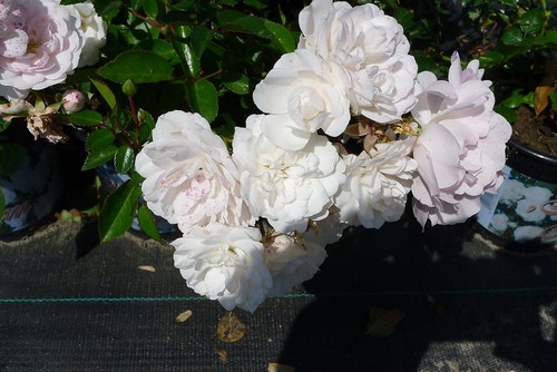 10x rosa sea foam - rosa,