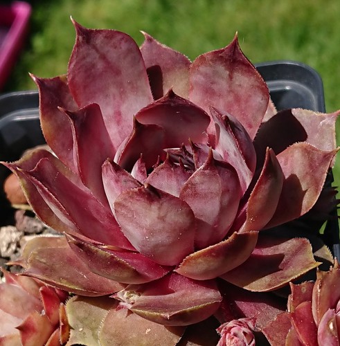 Sempervivum blue m82 2 - sempervivum,