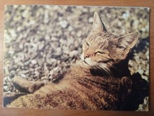 Postkarte 2626 gelaufen, Katze, Sammlung, Ansichtskarte