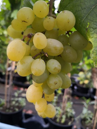 Tafeltraube arkadia weinrebe - tafeltraube,