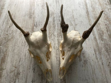 2X Damhirsch