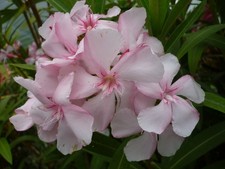 Oleander Pflanze VIRGINIE