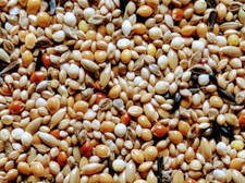 Vogelfutter Exotenfutter