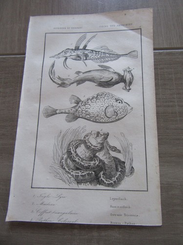 Original gravur 1836 ozeanien - original,