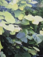 Kanadischer Judasbaum Melon