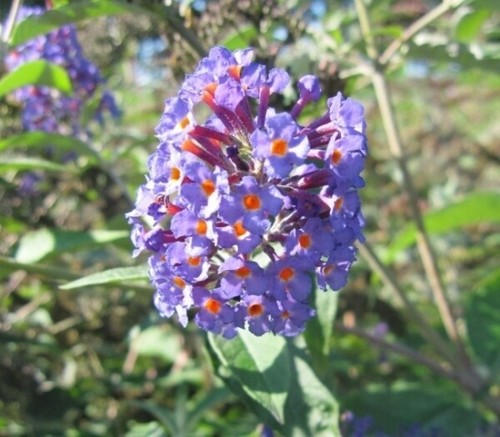 Sommerflieder orpheus - sommerflieder,