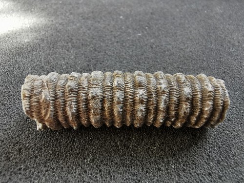 Karbon crinoidenstammfossilien - karbon,