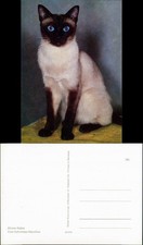 Postkarte: Khmer-Katze, weiße