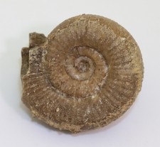 Ammonit, Nodicoeloceras sp. , Jura, Toarc, Raum Altdorf, Deutschland -L901