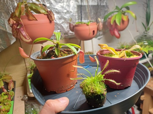 Nepenthes bloody mary - 🌿nepenthes,