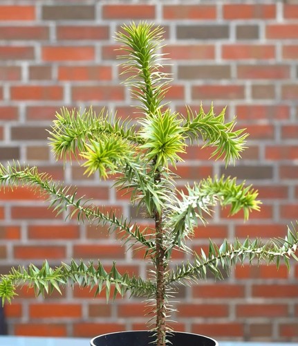 Chilenische schmucktanne - chilenische,