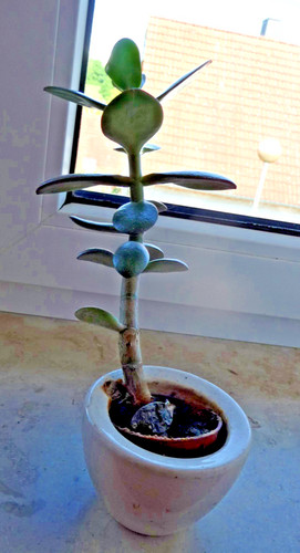 Geldbaum crassula ovata - crassula,