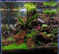 ⭐ Pilo Moos | Pilotrichaceae