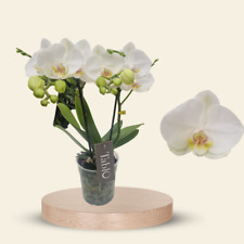 Phalaenopsis Tablo Champagne